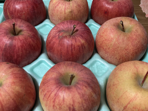 蜜入りチェック済み！2箱分3キロ9-12玉葉取らず農薬半減栽培樹上完熟サンふじ　蜜ライトで光を通すかチェックします！