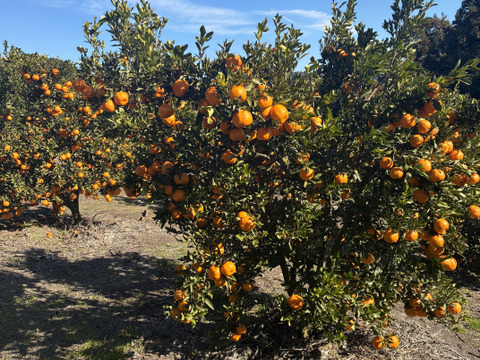 静岡県産　濃厚完熟みかん【ポンカン】3ｋｇ（M〜2Ｌ混合）