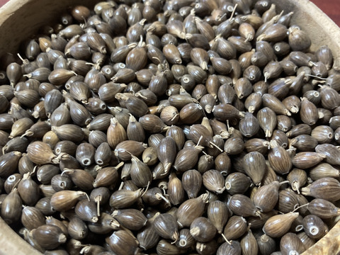 【2025年北海道産】ハトムギ　3袋セット