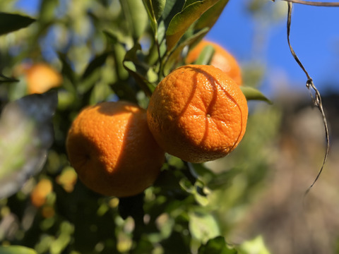 果肉たっぷり！長崎県産『ぽんかん』5kg