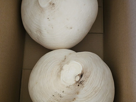 【期間限定】桜島大根