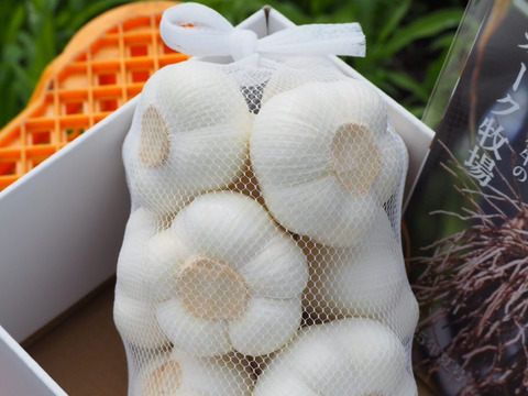 にんにくの概念が変わる!「生にんにく」24玉【数量限定】6月中旬以降お届け