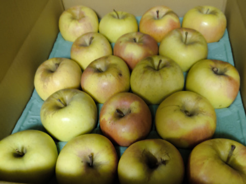 「ぐんま名月」甘くてジューシーな黄色い林檎　 訳ありたくさん食べたい5キロ　ご家庭専用ス5キロコース（14から20個入）