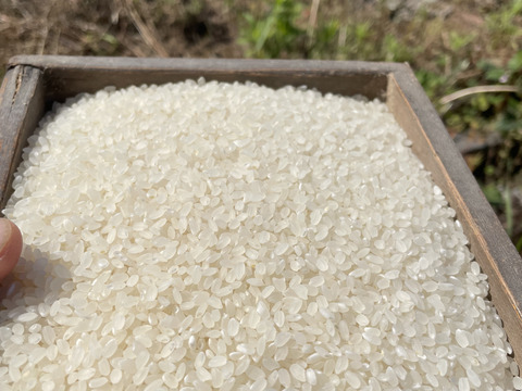 令和6年度産白米♪ツヤツヤ粒立ち最高！農薬化学肥料不使用！佐賀県産夢しずく20kg