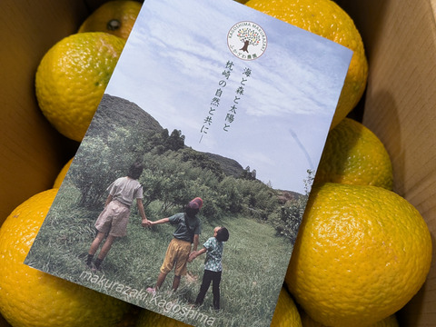 完熟！新春収穫予定【スイートスプリング】4ｋｇ程度