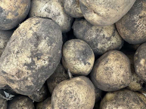 【福袋2025】農薬・化学肥料不使用 新じゃが 男爵 だんしゃく　ごろごろめいっぱい箱いっぱいにお入れしてお届け致します。7月上旬からご予約順に順次収穫して発送致します