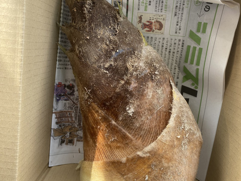 【訳あり】生タケノコ　1.5kg（箱の重さ含めず）