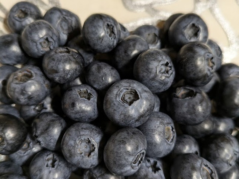 ＜自然栽培の生ブルーベリー　５００ｇ＞肥料不使用、農薬も不使用、きめ細かな食感で美味の≪ハイブッシュ系生ブルーベリー≫を八ヶ岳南麓よりお届します