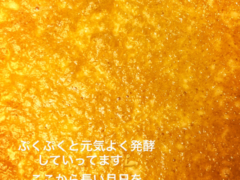 野生日本蜜蜂の発酵蜜【非加熱の生はちみつ】110g 1瓶