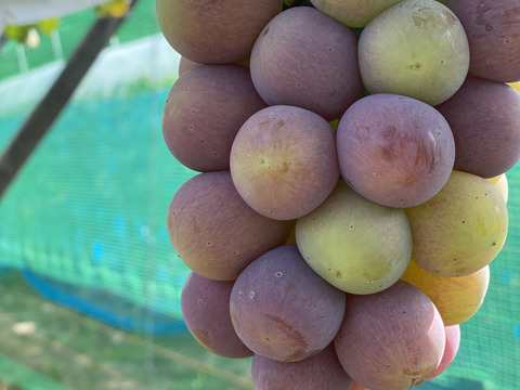 岡山県産【クール便】【食べ比べセット】ニューピオーネ&オーロラブラック2kg