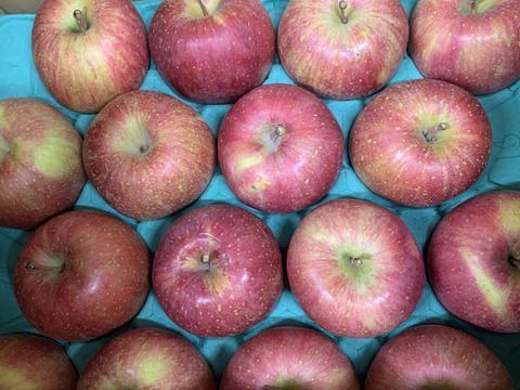 【王道サンふじ】　5㎏　13～20玉　本場青森りんご　農家直送　元気なりんご