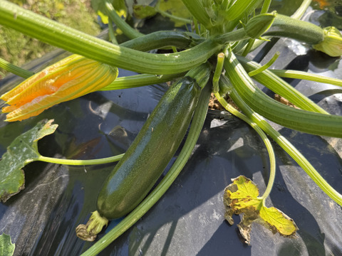 【菌ちゃん農法】朝採れ! ズッキーニ 和歌山県産 2kg 化学肥料・動物性肥料・農薬不使用
