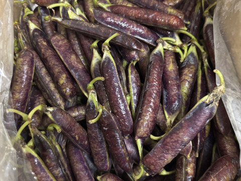 さやが紫！？ 紫えんどう豆 ツタンカーメン(1.3㎏)