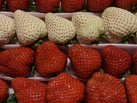 白イチゴ入り！【訳ありお買い得！】サイズ、品種お任せ！不揃いイチゴ