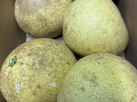 佐賀県太良町産紅まどか/びっくりサイズ！3㎏家庭用（3～6個）