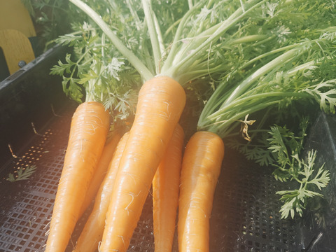 自然栽培　農薬不使用　無肥料　固定種  人参葉 品種 自然農法 にんじん葉つき1キロ60サイズ