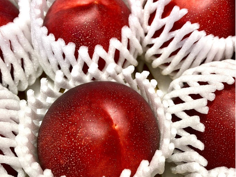 濃厚ネクタリン 黎明 A品小箱(約1㎏)