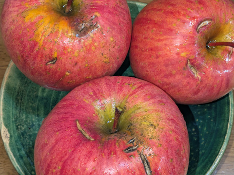 りんご　フジ　農協規定栽培　18-23個　約7
キロ　家庭用　大小様々　キズ等多め、見た目悪いりんごたち！