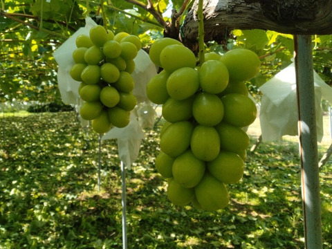 甘みと酸味のバランスが良い「ナガノパープル」4～5房約2ｋｇ