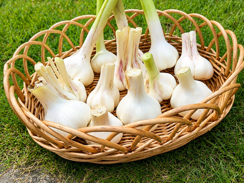 【朝採れ発送】茨城県境町産 生にんにく 約500g/約8個前後｜みずみずしい旬の味｜農薬・除草剤：栽培期間中不使用