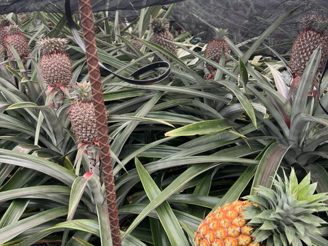 【早い物勝ち】小ぶり樹上完熟ゴールドバレル(一冠、多冠混合)2〜3玉🍍🍍🍍(2kg〜)