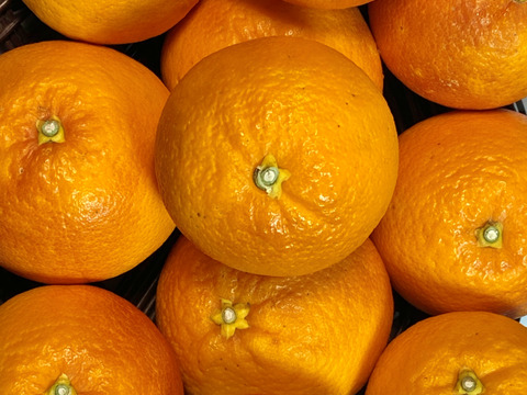 食べ比べ【数量限定☆希少の高級柑橘🎁】不知火１㎏&ブラッドオレンジ１㎏🍊