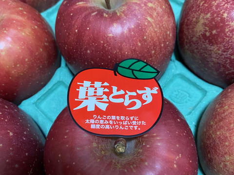 発送開始！完熟葉とらずサンふじ🍎約10㎏