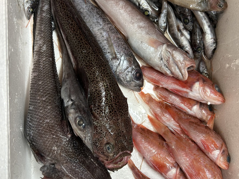 【魚ガチャ】欲張って2袋！何が入っているかわからない［未利用魚］おかず