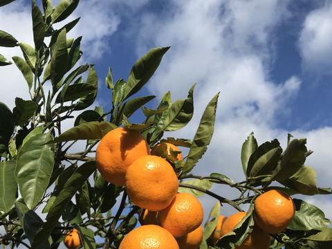 こだわりの早生みかん◆果汁たっぷり！◆4㎏