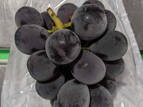 シャインマスカットとピオーネ