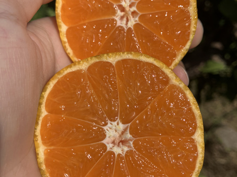 有田みかん【5kg（箱込）・ご家庭用】