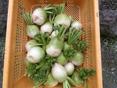 カラダが喜ぶ!!旬のお野菜セット9~10種類【おまかせ100】