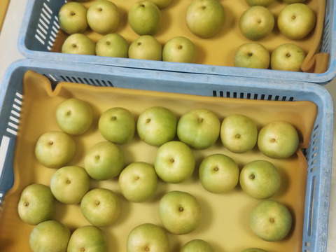 二十世紀梨 7～10玉 2.5ｋｇ