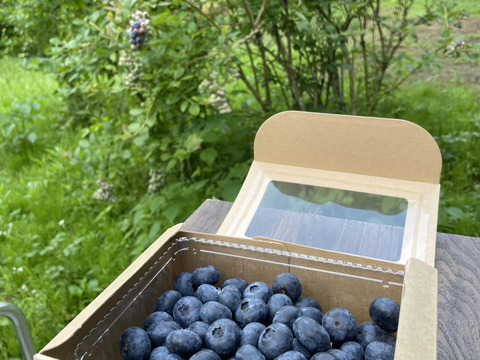 ブルーベリー　ニューハノーバー　糖度14度超　酸味と甘さのバランスが最高　生食やスイーツのトッピングに最適な品種です　贈り物にもどうぞ　写真の箱を2個セットでお送りします