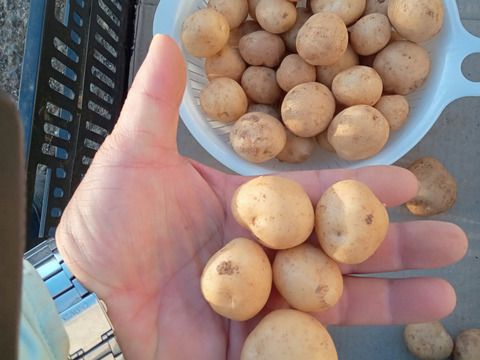 沖永良部島産じゃがいもミニサイズ　3キロ
