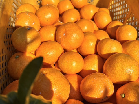 有田みかん【3kg（箱込）・ご家庭用】