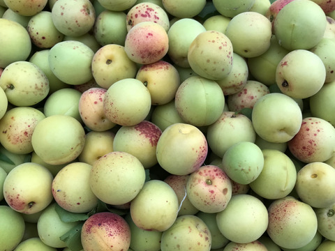 梅干し用　梅　1kg   自然栽培　完熟間近！