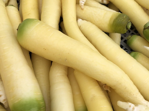 6キロ　Ｌサイズカラフル人参