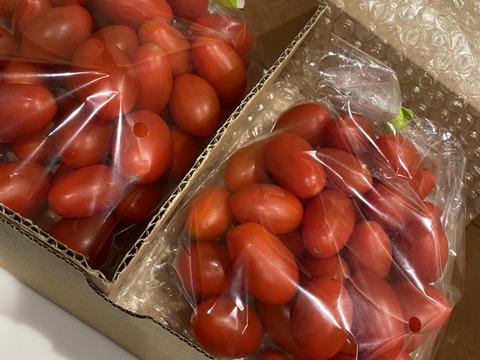 リコピン2倍！高糖度！【シュガープラム】0.7K