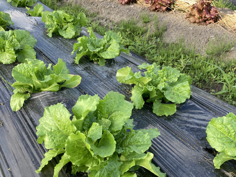 もりもりサンチュとサニーレタス詰め合わせ