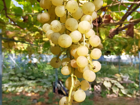 2キロmix期間中農薬不使用ぶどう