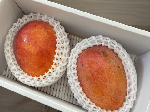 南国鹿児島の【完熟マンゴー2~3玉】（1kg）贈答用：鹿児島県産の