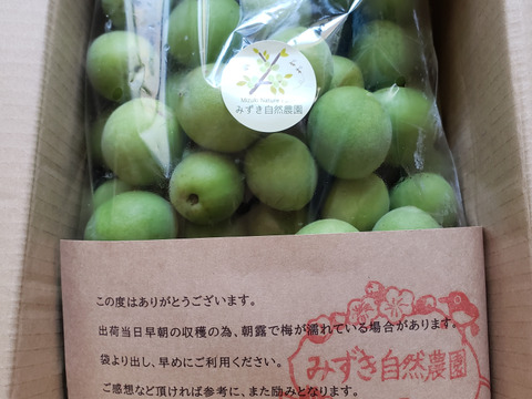 白加賀/青梅 自然栽培 農薬不使用、化学・動物性肥料不使用 ☆L