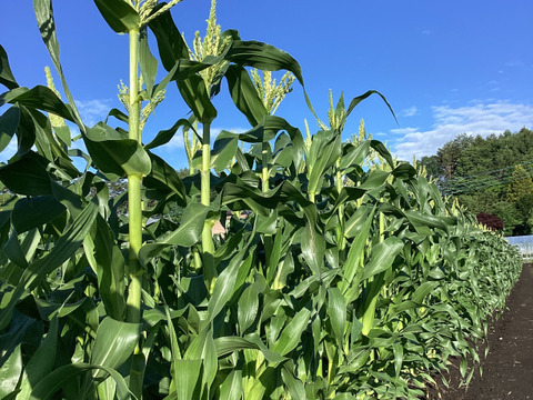 【夏ギフト】高糖度！2品種食べ比べ とうもろこしセット9.5kg