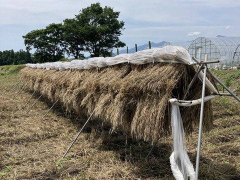 小麦で作った薄力小麦粉1kg 桜島の大自然の恵み 栽培期間中、農薬肥料不使用