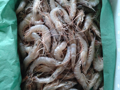 サルエビ（ブトエビ）　１ｋｇ入　船上氷締め