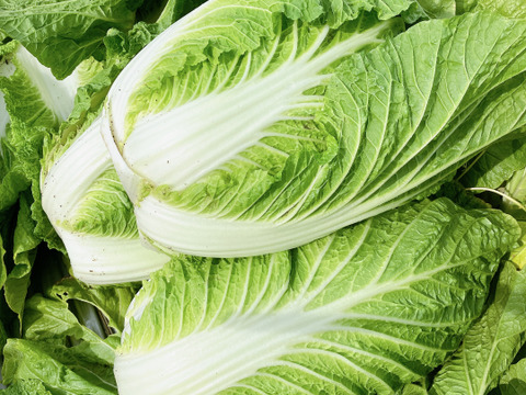 25日発送‼️‼️新鮮お野菜セット‼️どどーんと120サイズでお届け‼️