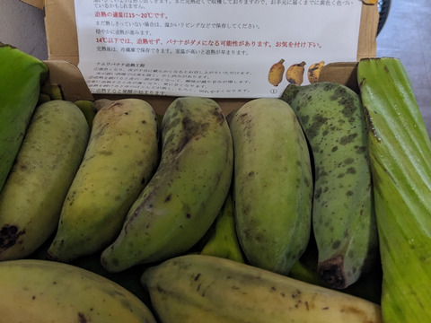 【特別価格！】沖縄産ナムワバナナ１kg