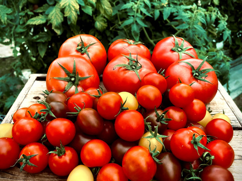 【食べ比べ2kgセット】🍅完熟トマト1.5kg(8〜12玉)・カラフルミニトマト500gの食べ比べセット🍅総量2kg