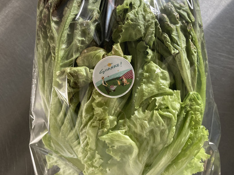 植物性堆肥で育てたサニーレタス 6個入り ディルのおまけ付き